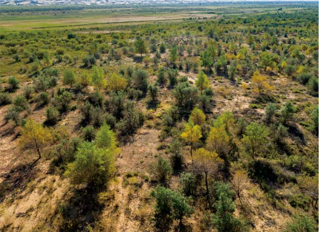 植树修复荒漠化土地助力碳达峰碳中和的中国库布其实践